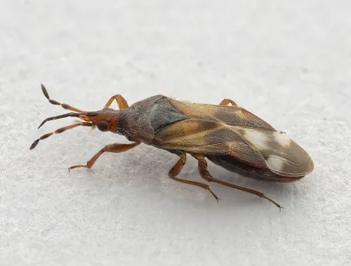 Poplar Gall Bug - photo 5