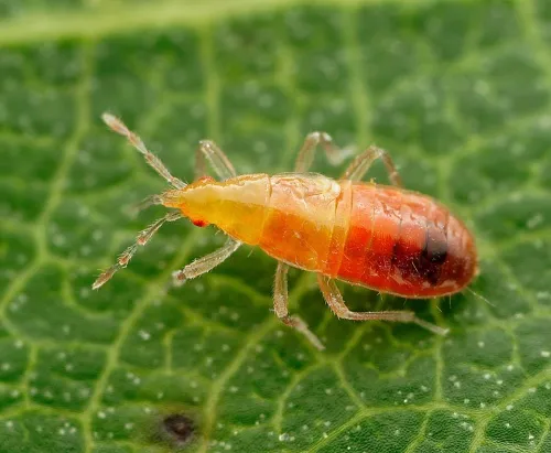 Poplar Gall Bug - photo 6