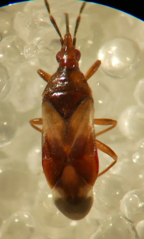 Poplar Gall Bug - photo 8