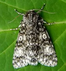 Poplar Grey - Subacronicta megacephala