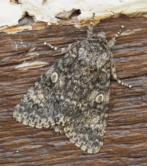 Poplar Grey - photo 3