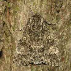 Poplar Grey - photo 7