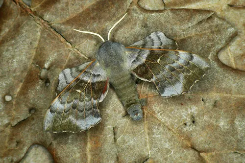 Poplar Hawk-moth