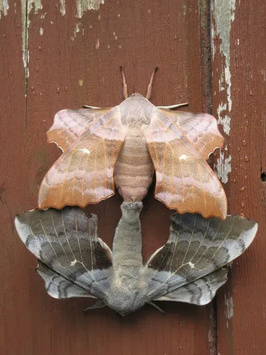 Poplar Hawk-moth - photo 3