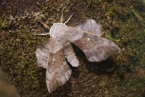 Poplar Hawk-moth - photo 4