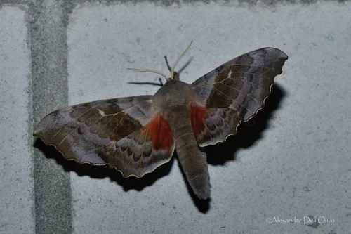 Poplar Hawk-moth - photo 5