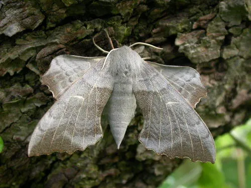 Poplar Hawk-moth - photo 6