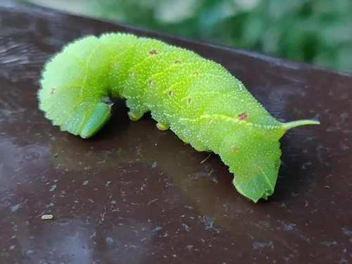 Poplar Hawk-moth - photo 8