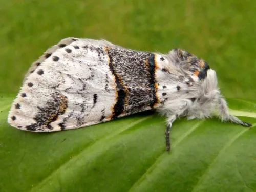 Poplar Kitten