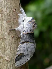 Poplar Kitten - photo 2