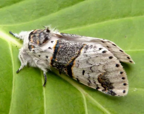 Poplar Kitten - photo 3