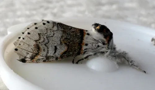 Poplar Kitten - photo 4