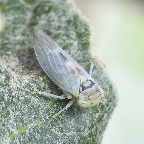 Populicerus albicans