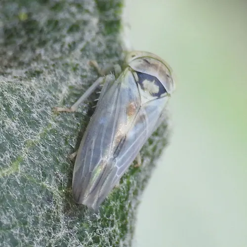 Populicerus albicans - photo 2