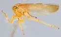 Populicerus aureus