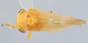 Populicerus aureus - photo 2