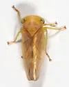 Populicerus aureus - photo 3