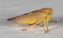 Populicerus aureus - photo 4