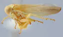 Populicerus carolina