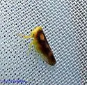 Populicerus stellaris or near