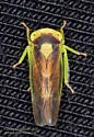 Populicerus stellaris or near - photo 2