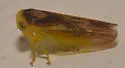 Populicerus stellaris or near - photo 3
