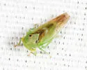 Populicerus stellaris or near - photo 4