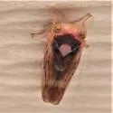 Populicerus stellaris or near - photo 5