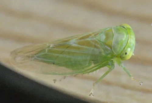 Populicerus confusus