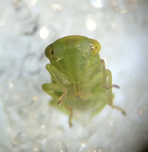 Populicerus confusus - photo 2