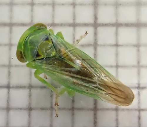 Populicerus confusus - photo 3