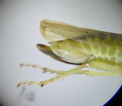 Populicerus confusus - photo 4