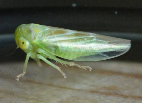 Populicerus confusus - photo 5
