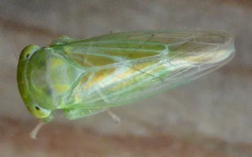 Populicerus confusus - photo 6