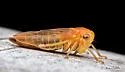 Populicerus duzeei
