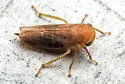 Populicerus duzeei - photo 2