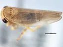 Populicerus duzeei - photo 4