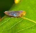 Populicerus duzeei - photo 5