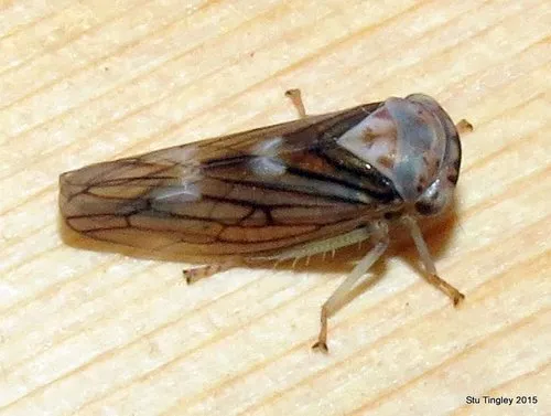 Populicerus formosus