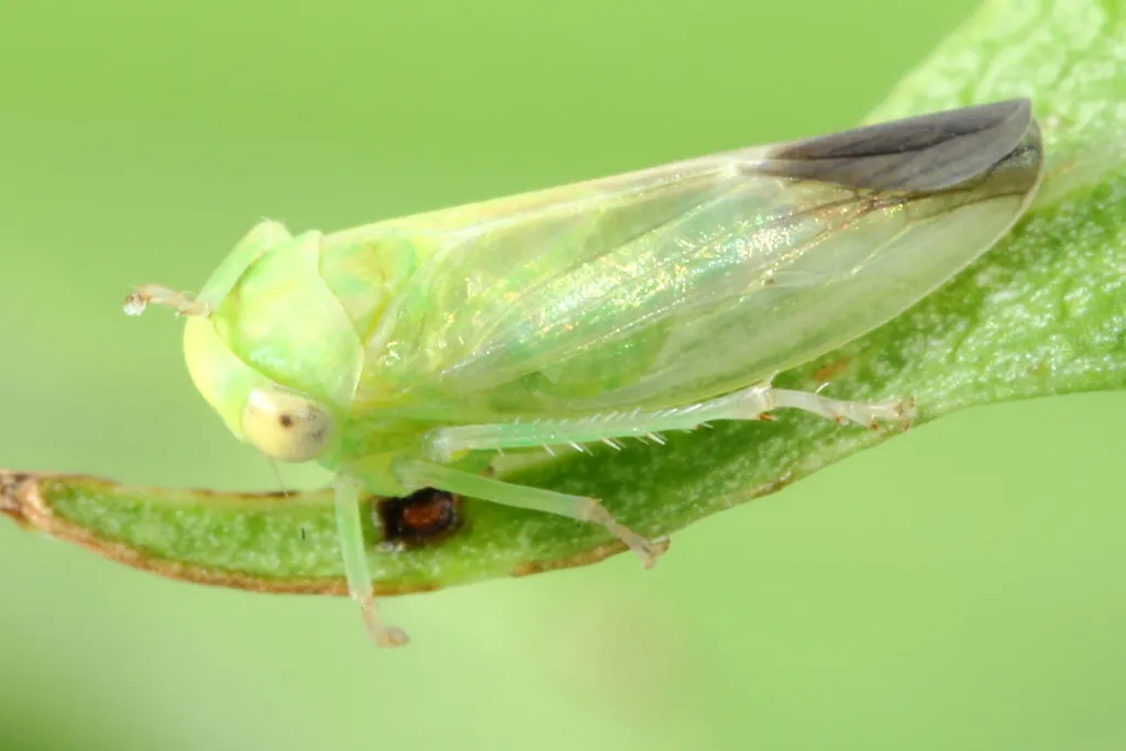 Populicerus gillettei - photo 2