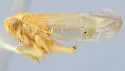 Populicerus inebrius