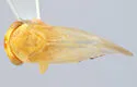 Populicerus inebrius - photo 2