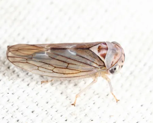 Populicerus lachrymalis