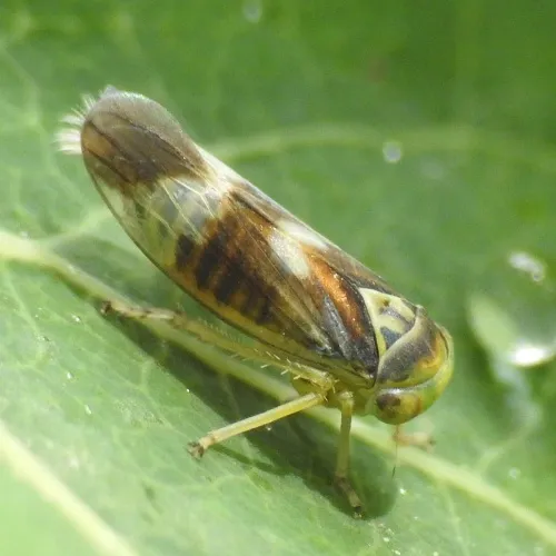 Populicerus laminatus - Populicerus laminatus
