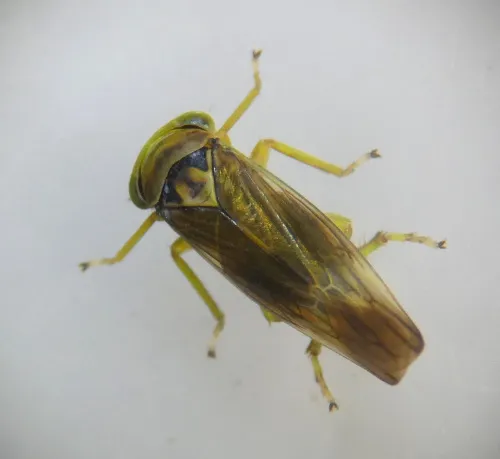 Populicerus laminatus - photo 3