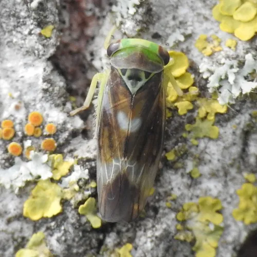 Populicerus laminatus - photo 4