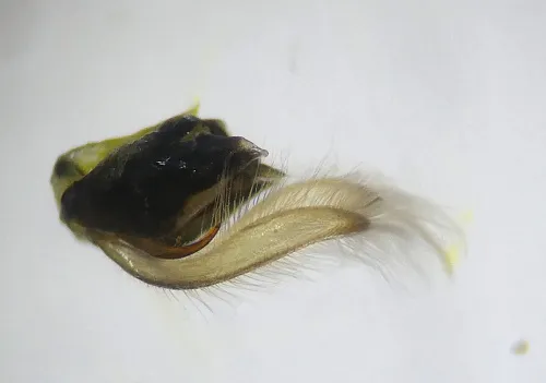 Populicerus laminatus - photo 6
