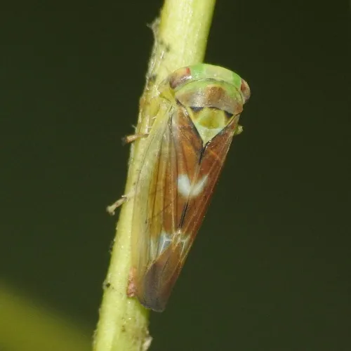 Populicerus laminatus - photo 7