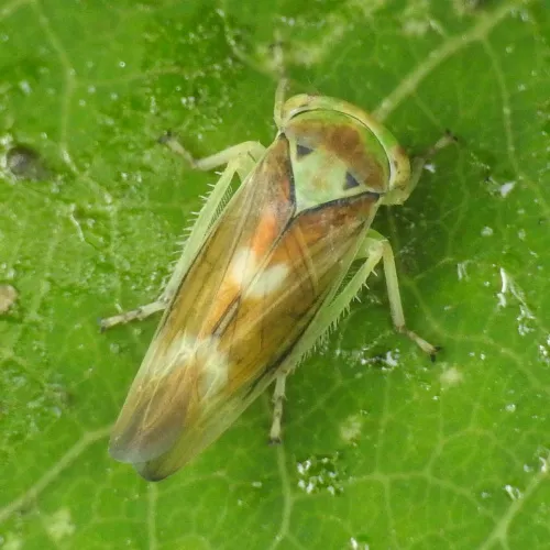 Populicerus laminatus - photo 8