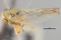 Populicerus levis - Populicerus levis